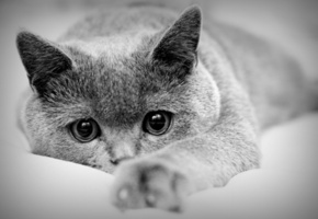 макро, лапа, Кот, лежит