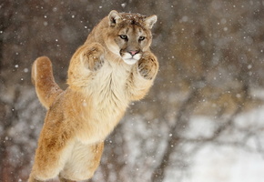 снег, кугуар, лапы, Пума, морда, прыжок