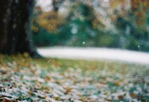 снежинки, первый снег, листья, Дерево, поздняя осень