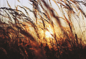 Закат, трава, солнце