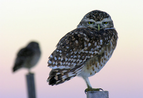 макро, размытость, птицы, Сова, совы, столбики