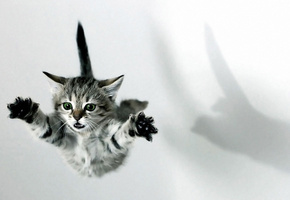 Котенок, шок, лапы, полет