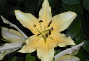 лилия, цветок, желтый, ночь