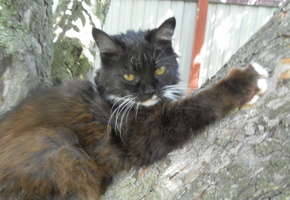 кошка, дерево, взгляд, глаза, зеленые