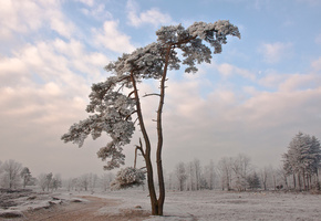 Природа, зима, дерево, снег, пейзаж, wallpapers, обои, холод