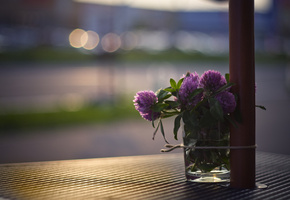 букет, улица, стакан, Клевер, свет, цветы, блики, стол