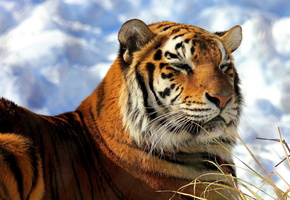 снег, Тигр, довольный, лежит, морда, амурский, греется