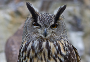 Филин, птица, сова, голова, прищур, оперение
