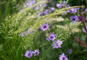 Цветы, трава, природа, лето