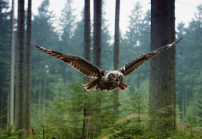 Птица, полёт, лес, сова