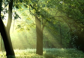 природа, лучи, Green trees, солнце, forest, деревья, sunshine, лес