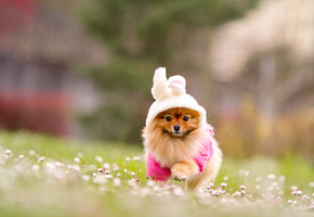 природа, рыжий, зайка, трава, Собака, шпиц, костюм