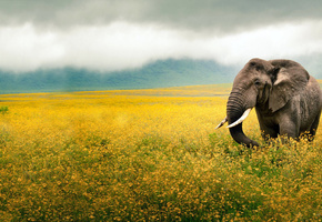 бивни, хобот, туман, Поле, жёлтые, слон, цветы, уши