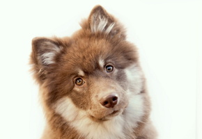 фон, взгляд, Собака