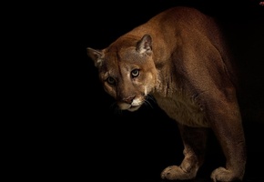 взгляд, большая кошка, хищник, Пума