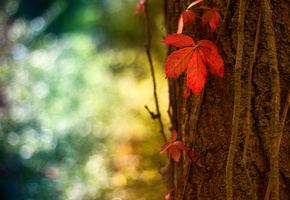кора, красный, Макро, дерево, блики, боке, лист, ствол