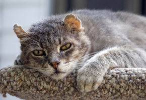 Кот, мордашка, глаза