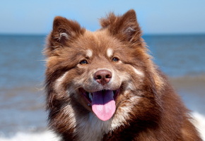 портрет, фон, Собака