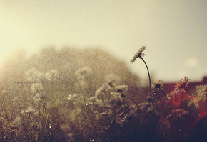 Цветы, капли, лето, дождь