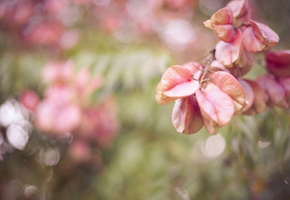 блики, листва, ветка, Макро