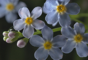 голубые, роса, макро, Цветы, незабудки, капля