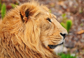 грива, в профиль, азиатский, усы, Лев, морда