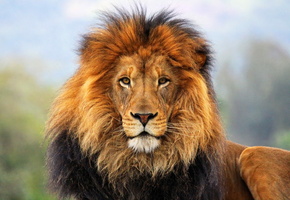 грива, Пев, морда