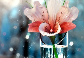 рюмка, Цветок, вода