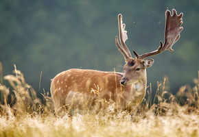 трава, природа, Олень, рога