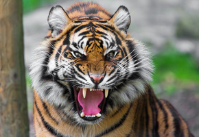 пасть, хищник, оскал, Тигр