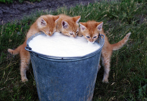 котята, зелёная, трава, цвет, рыжий, трио, Фон, ведро