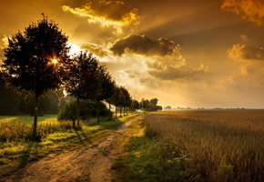 деревья, дорога, поле, пейзаж, Закат