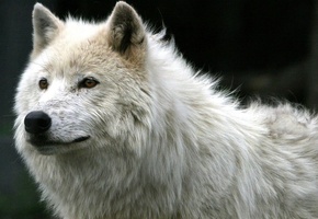 взгяд, Белый, волк