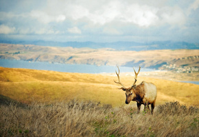 долина, Олень, рога, трава, склон