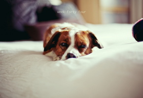 уют, дом, Собака