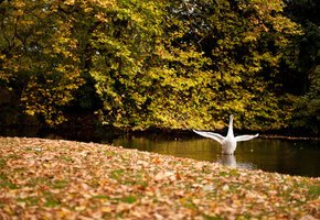 озеро, крылья, листва, пруд, взмах, Белый, лес, лебедь