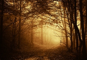 осень, дорога, деревья, ветки, туман, Лес, тропинка