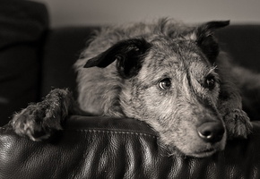 взгляд, друг, Собака