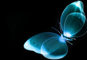 Бабочка, черный, фон, рентген