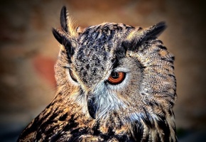 перья, Птица, филин