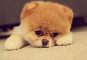 Померанский шпиц, собака, морда, нос, уши, порода, глаза