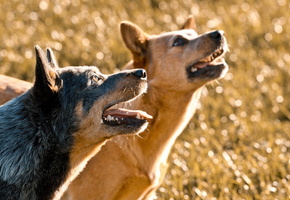 Собаки, природа, фон