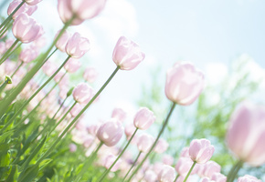 розовые, стебли, цветы, листья, белые, Тюльпаны