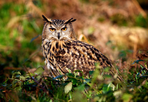 глаза, природа, зелень, Сова