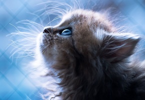 портрет, Котёнок, голубой фон