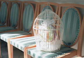 свадьа, цветы, бант, цветочки, букет, клетка, Праздники