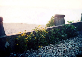 улица, Цветы, гравий, макро