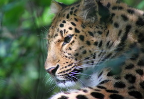 блики, отдых, морда, усы, Леопард, профиль