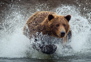 Мишка, брызги, капли, мокрый, вода, медведь