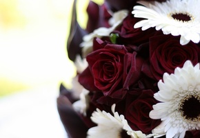 макро, бордовый, розы, Цветы, герберы, букет, белый